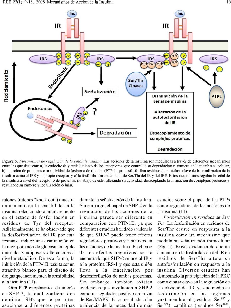 membrana celular; b) la acción de proteínas con actividad de fosfatasa de tirosina (PTPs), que desfosforilan residuos de proteínas clave de la señalización de la insulina como el IRS y su propio