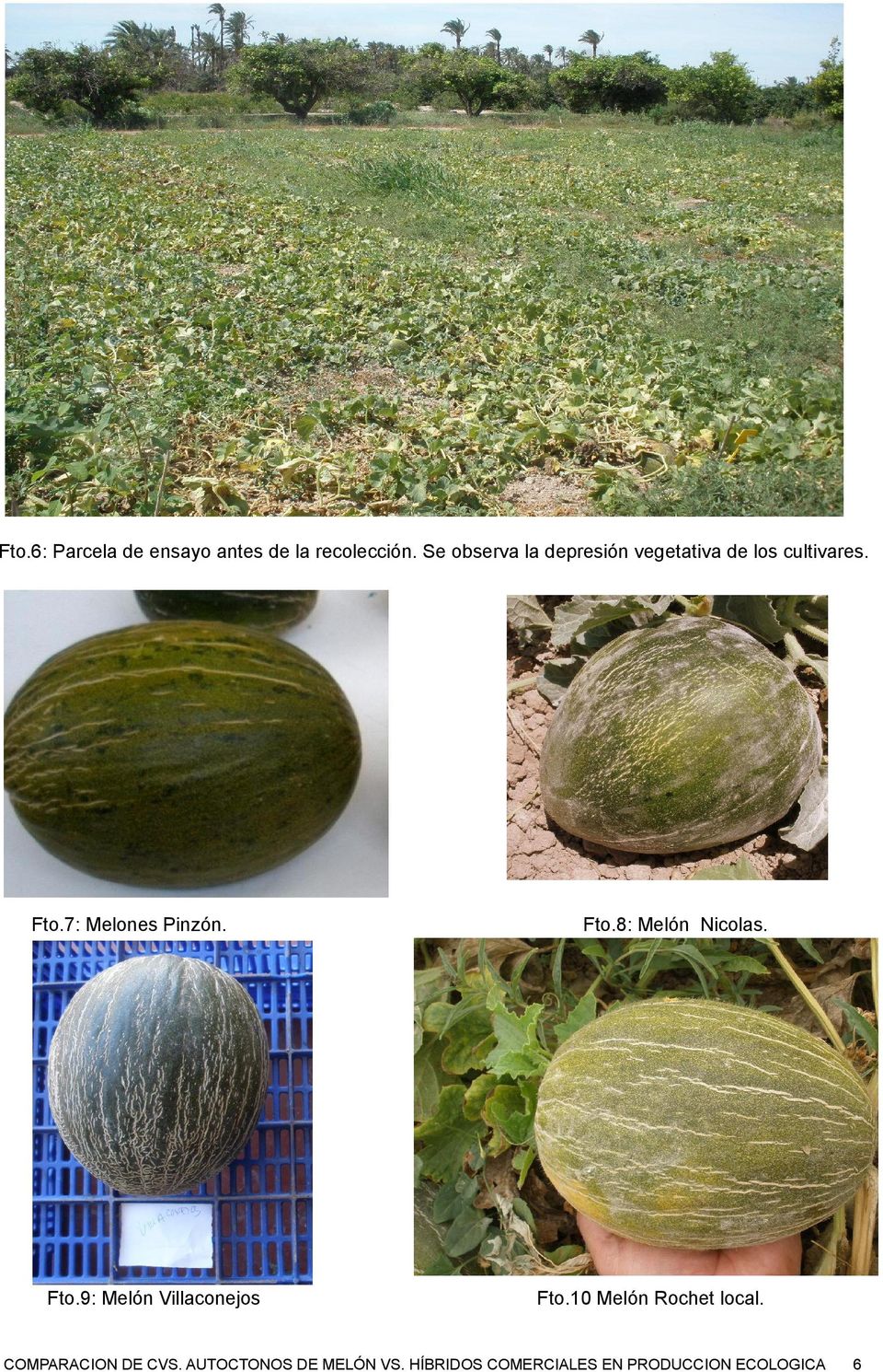 cultivares. Fto.7: Melones Pinzón. Fto.9: Melón Villaconejos Fto.