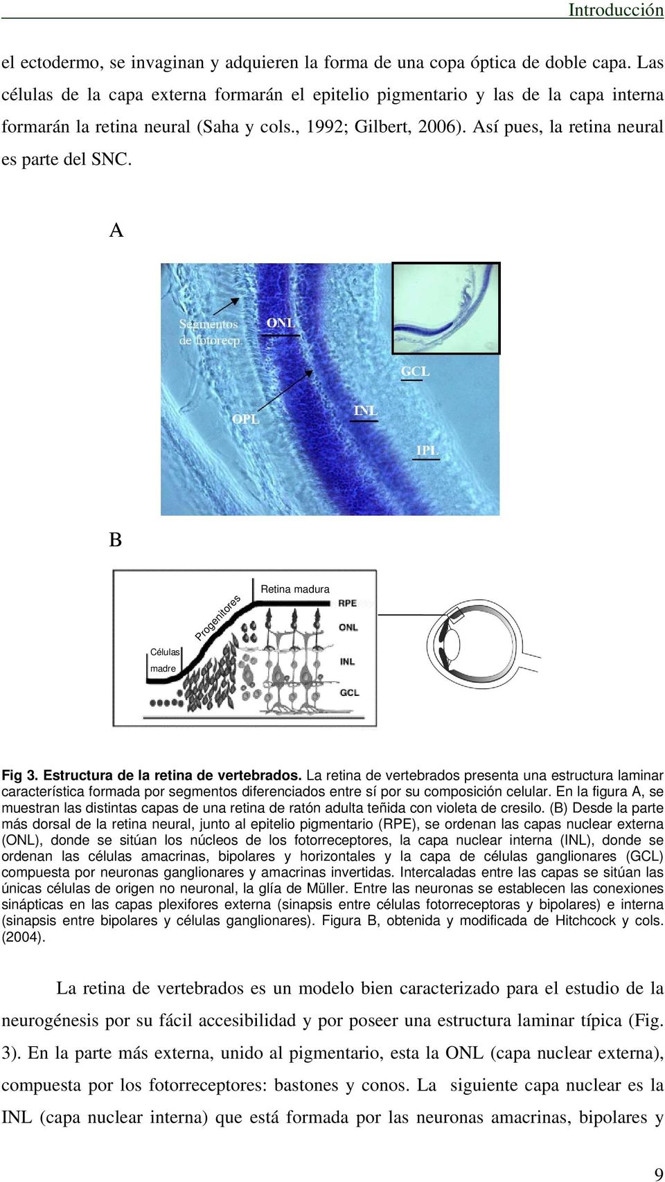A B Células madre Progenitores Retina madura Fig 3. Estructura de la retina de vertebrados.