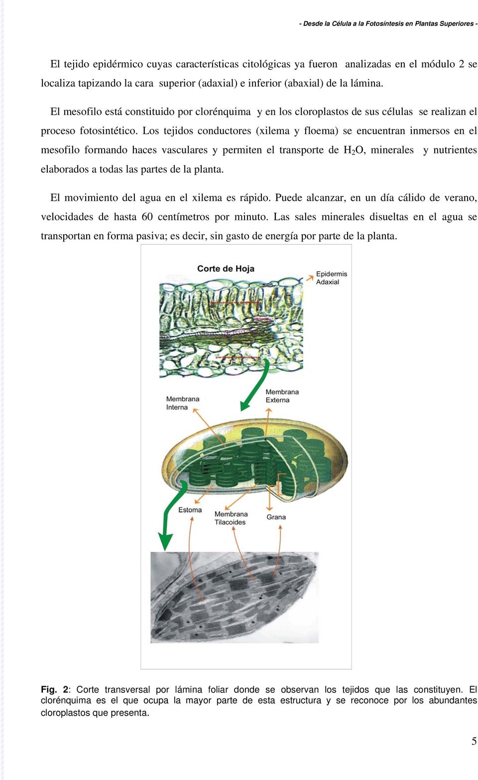 Los tejidos conductores (xilema y floema) se encuentran inmersos en el mesofilo formando haces vasculares y permiten el transporte de H 2 O, minerales y nutrientes elaborados a todas las partes de la