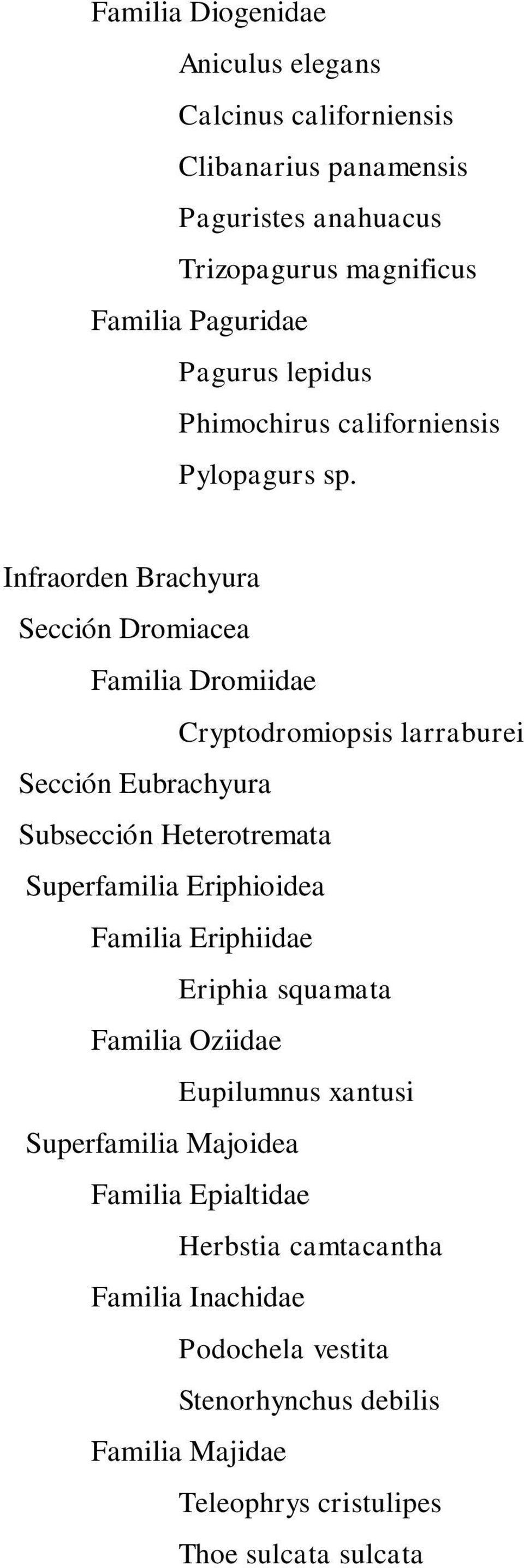 Infraorden Brachyura Sección Dromiacea Familia Dromiidae Cryptodromiopsis larraburei Sección Eubrachyura Subsección Heterotremata Superfamilia
