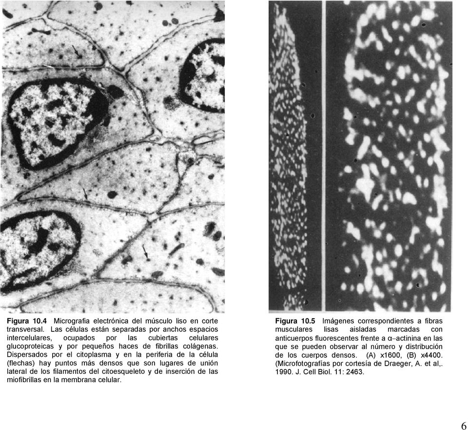 Dispersados por el citoplasma y en la periferia de la célula (flechas) hay puntos más densos que son lugares de unión lateral de los filamentos del citoesqueleto y de inserción de las