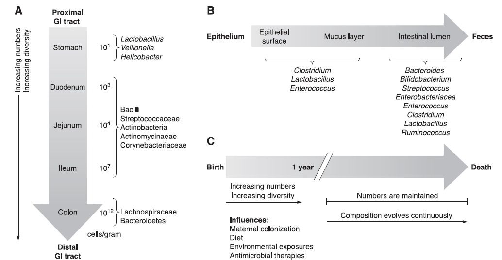Bioconversión de isoflavonas por microbiota intestinal mediante incubaciones ex vivo Consideraciones teóricas distal (colon).