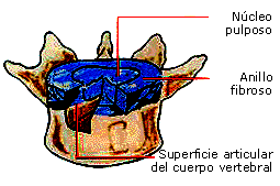 3.- Las Vértebras. 1) Cuerpo. El cuerpo ocupa la parte anterior y tiene la forma de un cilindro con dos caras y una circunferencia. De las dos caras, una es superior y la otra inferior.