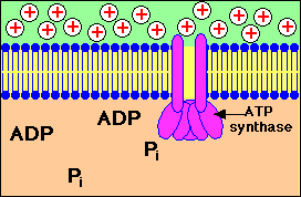 Formación de ATP. Impulsado por un gradiente de protones.