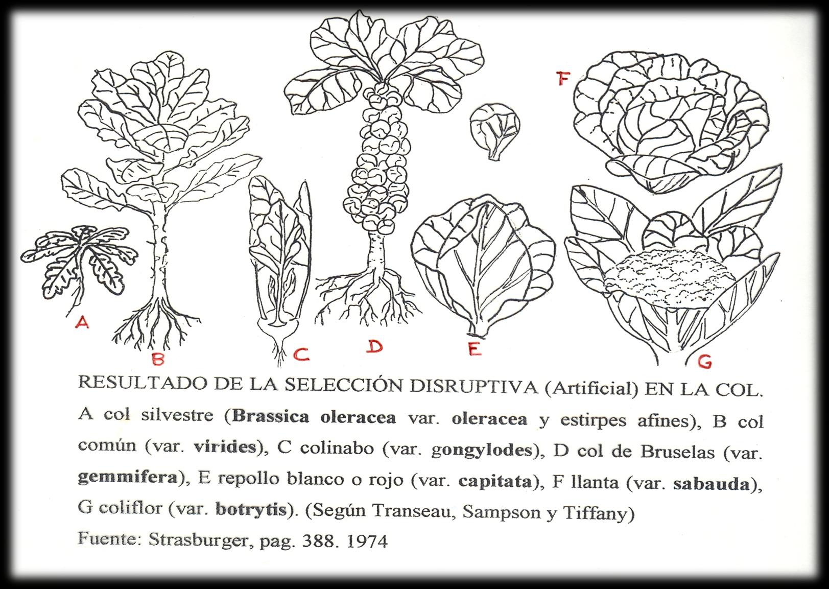 CRUCIFERAE O BRASSICACEAE Resultado de la selección disruptiva (Artificial) en la Col. A.- col silvestre (Brassica oleracea var. oleracea y estirpes afines). B.- col común (B. oleracea Virides ). C.- colinabo (B.