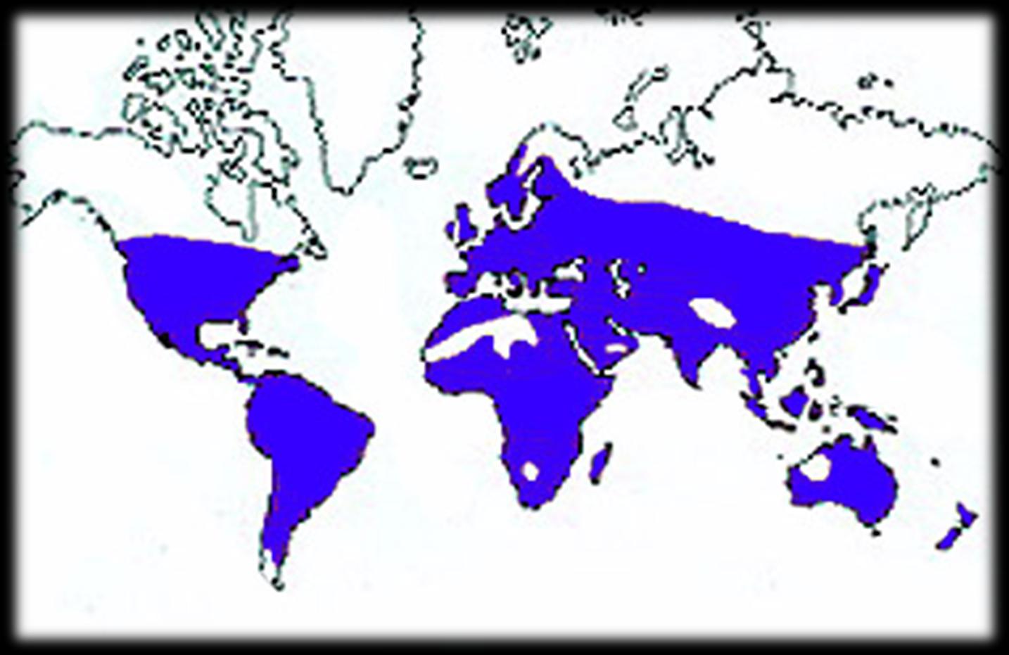EUPHORBIACEAE DISTRIBUCIÓN GEOGRÁFICA MUNDIAL Principalmente cosmopolita, excepto en la Antártica, con gran