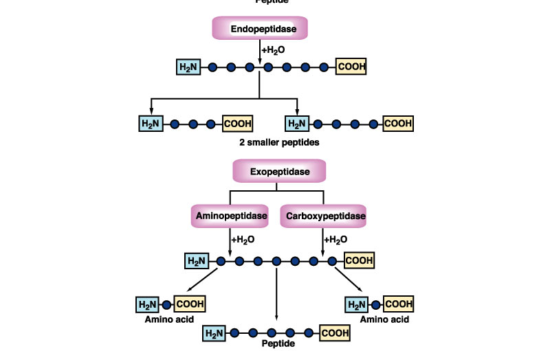 III. DIGESTIÓN PROTEÍNAS Exo y endopeptidasas Proteasas
