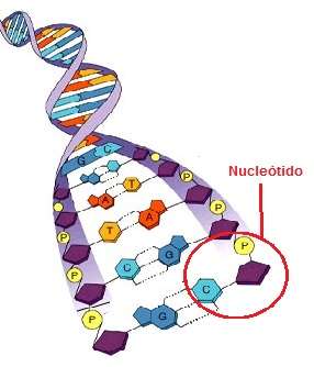 Unidad 2. Moléculas Hereditarias Debido a que las características de un individuo se encuentran almacenadas en la molécula del ADN (Ácido desoxirribonucleico) su estudio ha sido de gran importancia.