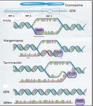 identifica una secuencia de término del gen y en este momento se desprende liberando a la molécula de ARNm recién formada (Fig. 10).