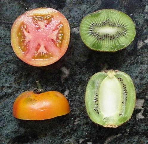 BAYA: fruto carnoso de endocarpio carnoso o jugoso.