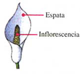 Ej.: inflorescencias masculinas del nogal, sauce, castaño,