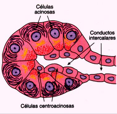 PÁNCREAS EXOCRINO Conductos ramificación monopódica Intercalares: epitelio cúbico o cilíndrico Interlobulares: epitelio cilíndrico Excretores principales: Epitelio