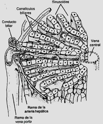 HÍGADO Circulación Las ramas interlobulillares de la vena porta se dividen en el espacio porta y se abren en los sinusoides de la periferia de los lobulillos hepáticos, llevando sangre venosa a los