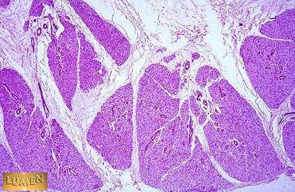 GLANDULAS SALIVALES Características Histológicas HE Glándulas Serosas y Mucosas Lóbulos de