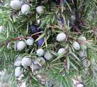 Enebro Juniperus communis Hojas: aciculares, planas por la parte superior, punzantes y dispuestas de