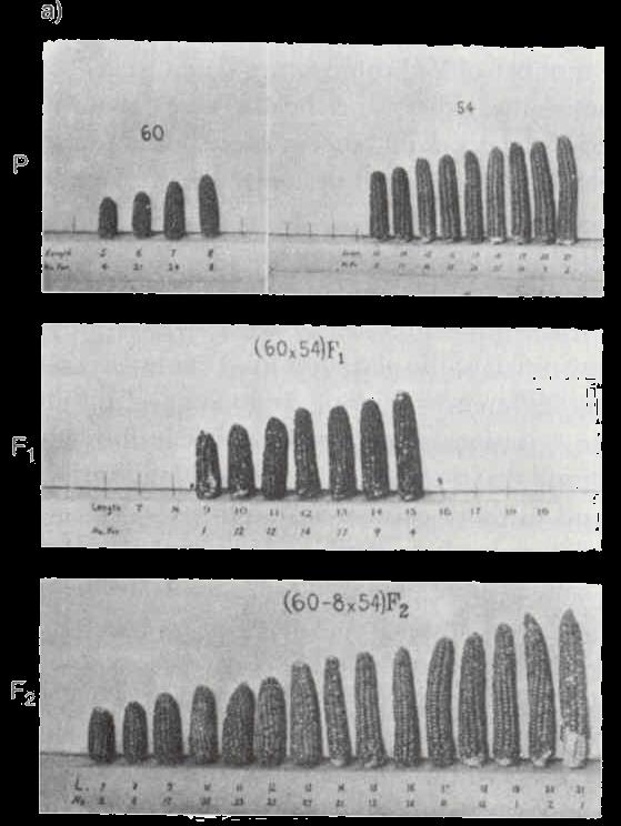 Variación cuantitativa en el maíz (Emerson and East, 1913) Peter J.