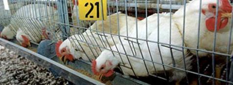 3. Granjas de gallinas en jaulas: Las gallinas están dentro de jaulas diseñadas especialmente para facilitar la recogida de los huevos, evitando que se ensucien con el estiércol.