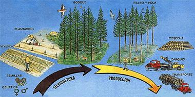 2.3. La actividad forestal (silvicultura) Terreno forestal (2007) = 18 millones de hectáreas de las cuales 45% son maderables. Especies principales: haya, roble, castaño, chopo, eucalipto, pino.