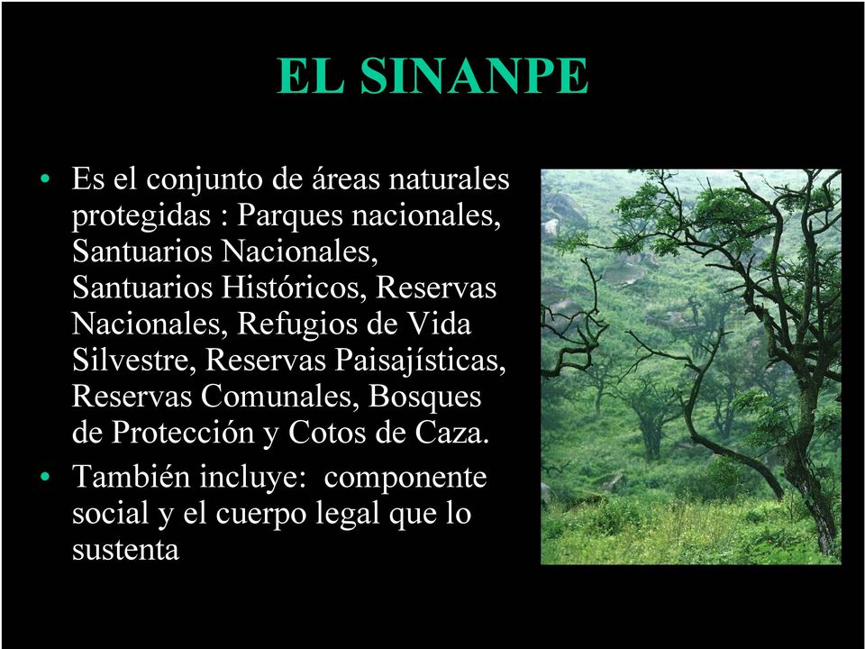 Vida Silvestre, Reservas Paisajísticas, Reservas Comunales, Bosques de