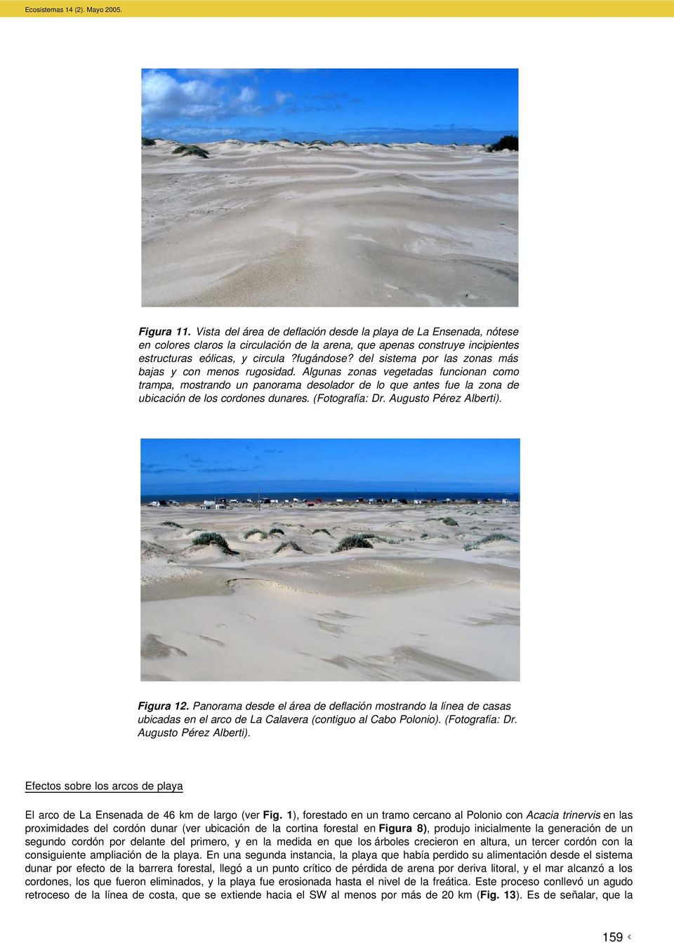 Algunas zonas vegetadas funcionan como trampa, mostrando un panorama desolador de lo que antes fue la zona de ubicación de los cordones dunares. (Fotografía: Dr. Augusto Pérez Alberti). Figura 12.