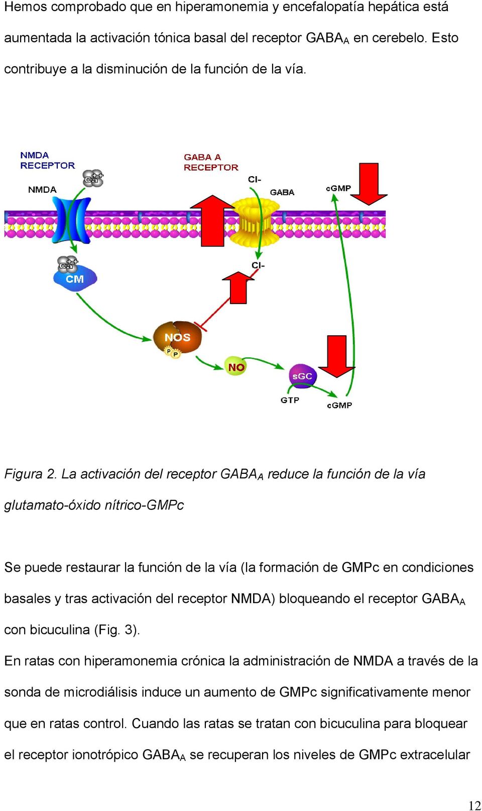 La activación del receptor GABA A reduce la función de la vía glutamato-óxido nítrico-gmpc Se puede restaurar la función de la vía (la formación de GMPc en condiciones basales y tras activación