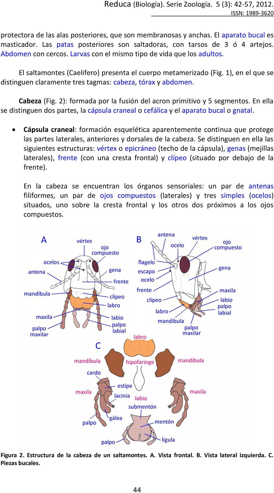 Cabeza (Fig. 2): formada por la fusión del acron primitivo y 5 segmentos. En ella se distinguen dos partes, la cápsula craneal o cefálica y el aparato bucal o gnatal.