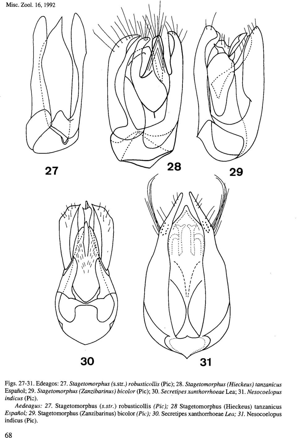 Secretipes xanthorrhoeae Lea; 3 1. Nesocoelopus indicus (Pir). Aedeagus: 27. Stagetomorphus (s.str.