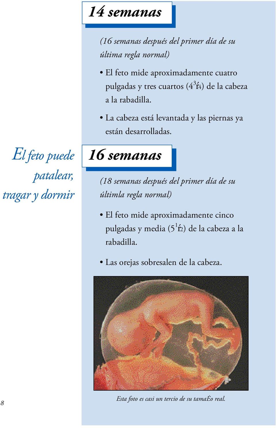 El feto puede patalear, tragar y dormir 16 semanas (18 semanas después del primer día de su últimla regla normal) El feto mide