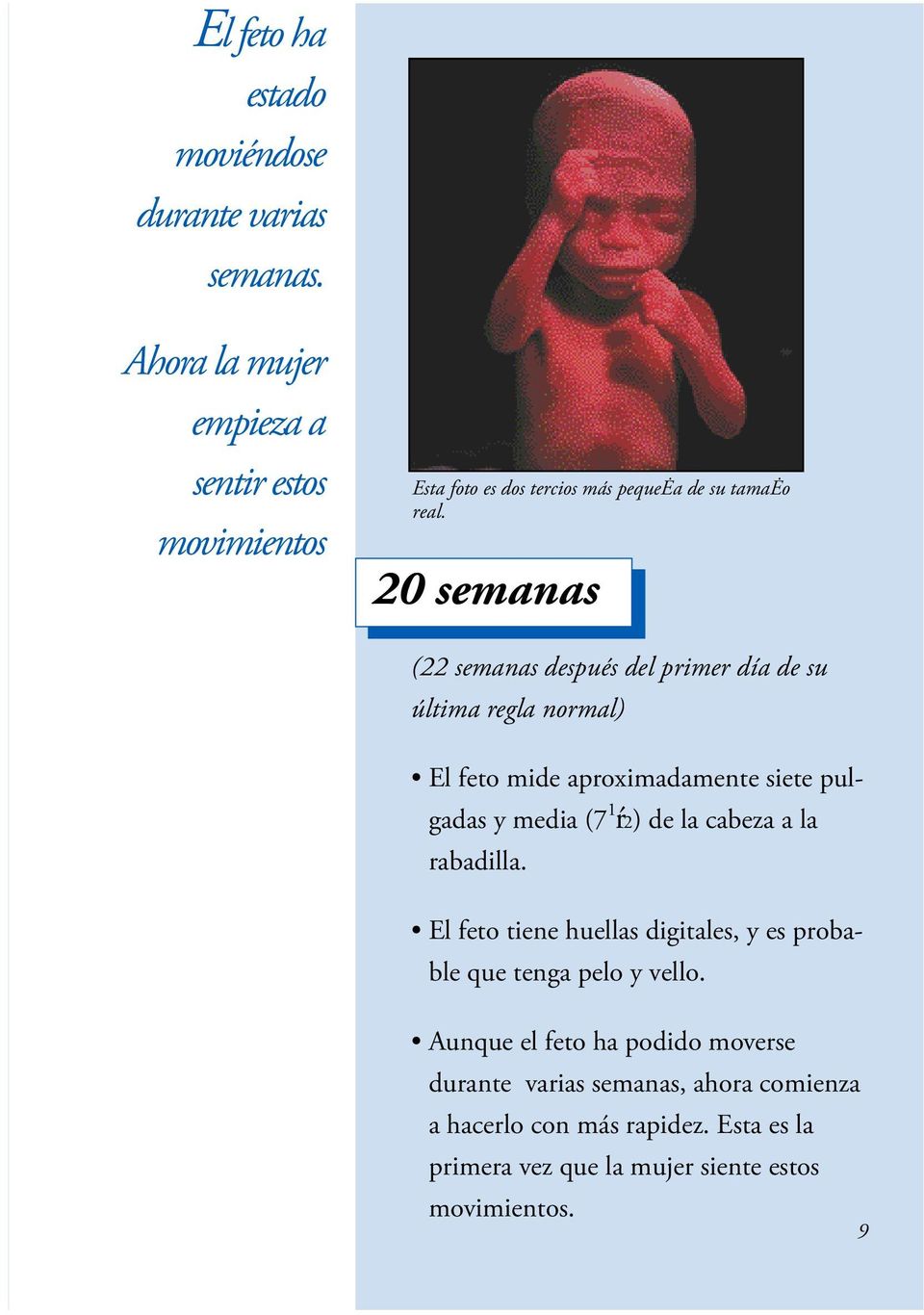 20 semanas (22 semanas después del primer día de su última regla normal) El feto mide aproximadamente siete pulgadas y media (7 1 ŕ2) de