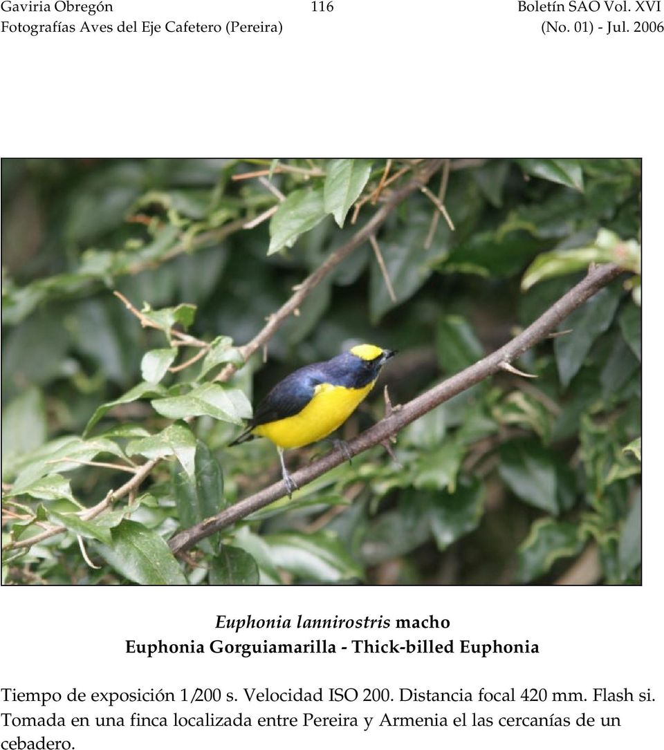 Gorguiamarilla - Thick-billed Euphonia Tiempo de