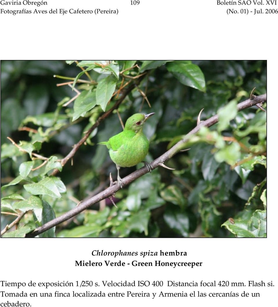 Green Honeycreeper Tiempo de exposición 1/250