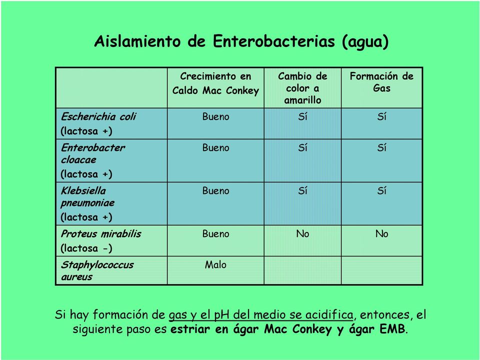 pneumoniae Bueno Sí Sí (lactosa +) Proteus mirabilis Bueno No No (lactosa -) Staphylococcus aureus Malo Si