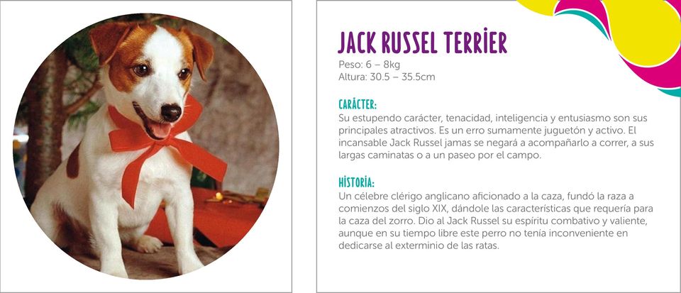 El incansable Jack Russel jamas se negará a acompañarlo a correr, a sus largas caminatas o a un paseo por el campo.