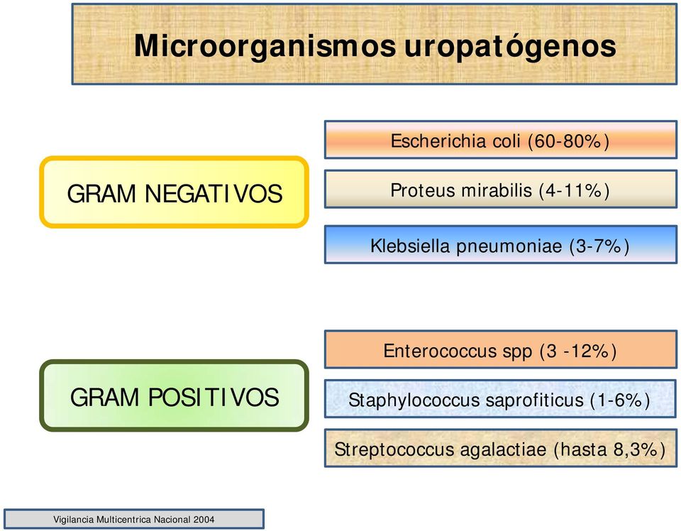 Enterococcus spp (3-12%) GRAM POSITIVOS Staphylococcus saprofiticus
