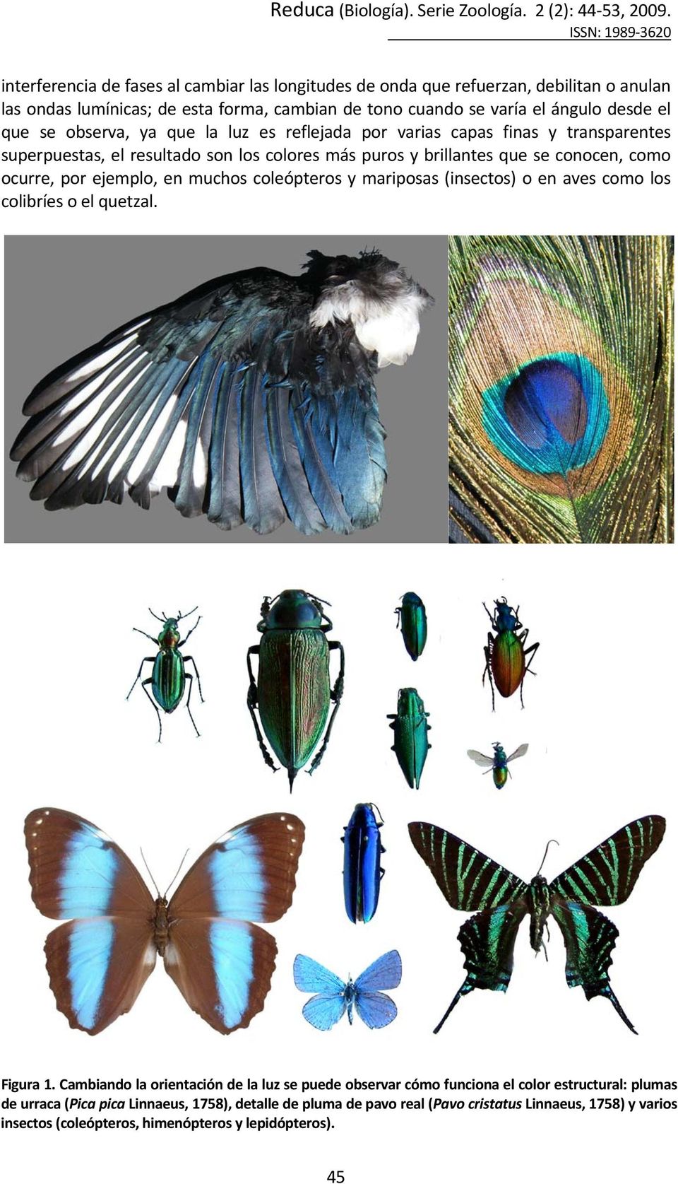 ejemplo, en muchos coleópteros y mariposas (insectos) o en aves como los colibríes o el quetzal. Figura 1.