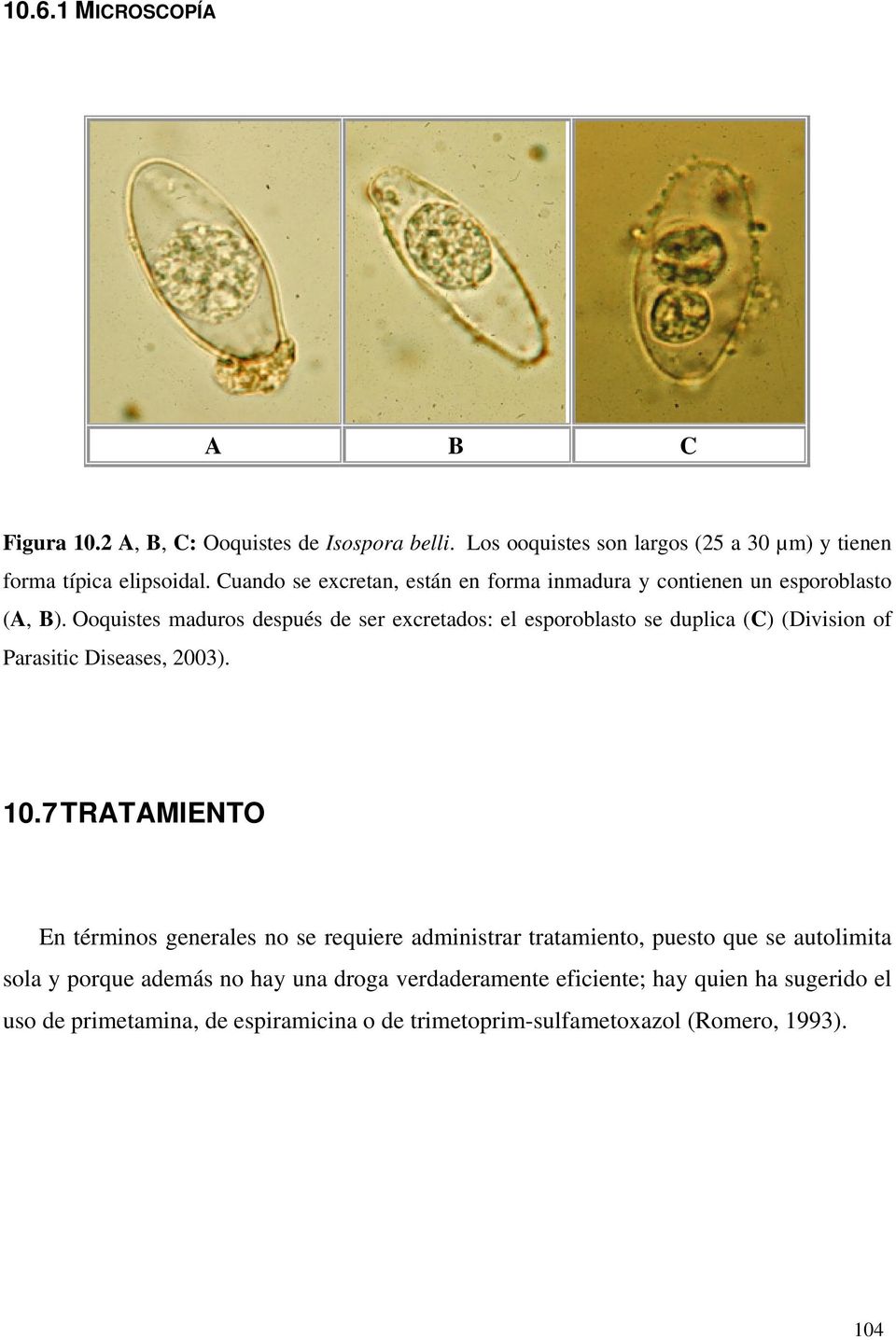 Ooquistes maduros después de ser excretados: el esporoblasto se duplica (C) (Division of Parasitic Diseases, 2003). 10.