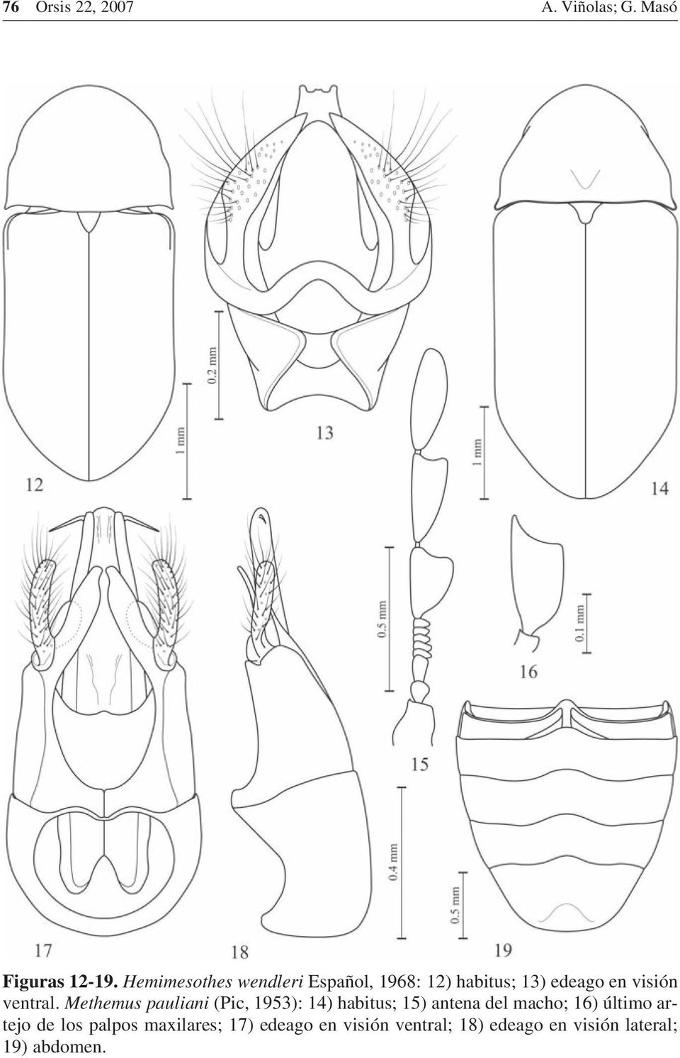 Methemus pauliani (Pic, 1953): 14) habitus; 15) antena del macho; 16) último