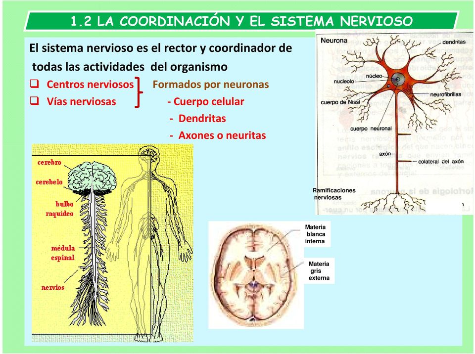 nerviosos Formados por neuronas Vías nerviosas Cuerpo celular Dendritas