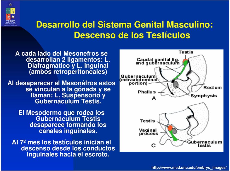 Suspensorio y Gubernáculum Testis. El Mesodermo que rodea los Gubernáculum Testis desaparece formando los canales inguinales.