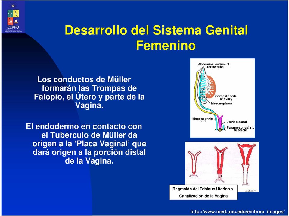 El endodermo en contacto con el Tubérculo de Müller da origen a la Placa Vaginal que