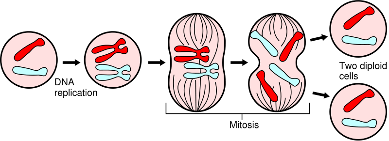 Introducción Biológica - Reproducción Meiosis: Un tipo de reproducción