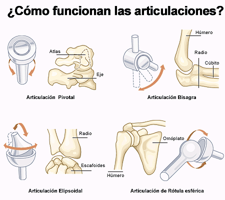 Hay varios tipos de huesos : - Largos, como los del brazo o la pierna -