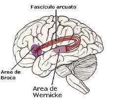 3. Neuropsicología del lenguaje. Las áreas cerebrales encargadas del control del lenguaje son las áreas de Broca y Wernicke El área de Wernicke fue identificada por Carl Wernicke en 1874.