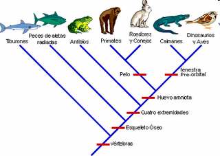 Sistemática filogenética