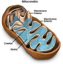 MITOCONDRIA ESTRUCTURA:Organelo de doble membrana donde la interna forma crestas mitocondriales, contienen su propio ADN.