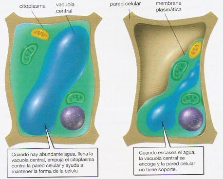VACUOLA ESTRUCTURA: son compartimentos cerrados o limitados por membrana plasmática que contienen diferentes fluidos, como agua o