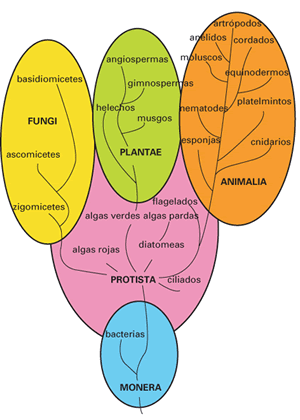 Sistemas de Clasificación biológica: Arboles filogenéticos de