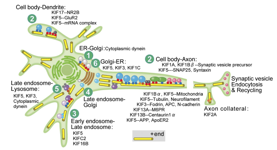 Motivación: qué? y para qué? Transporte intracelular en células eucariotas. (N.Hirokawa, and Y.