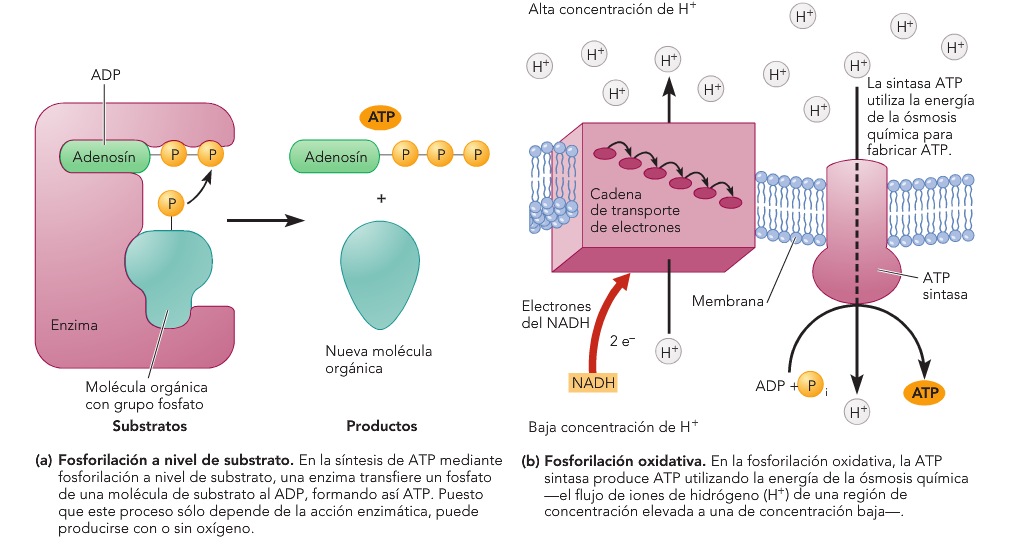 animales La fosforilación: síntesis de ATP Fosforilación: adición de un grupo fosfato (P) a una molécula A nivel de sustrato enzima en